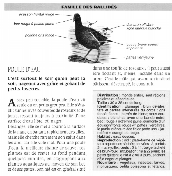 Prévisualisation du document POULE D'EAU