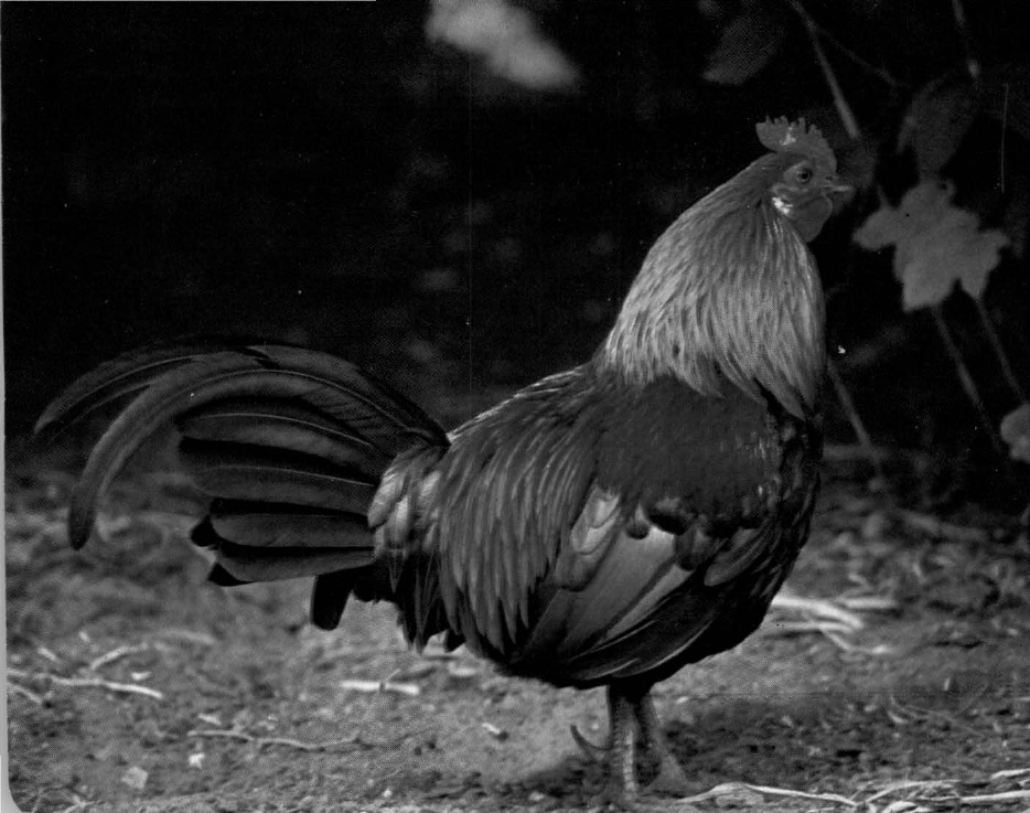Prévisualisation du document Poule sauvage:
L'ancêtre de notre poule domestique est un hôte farouche de la jungle.