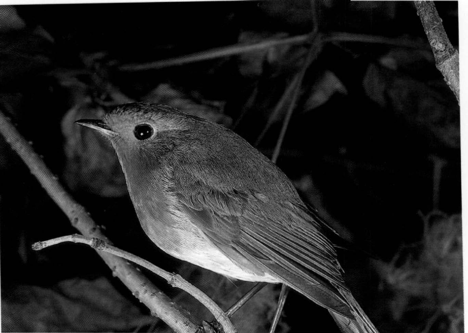 Prévisualisation du document Pourquoi des oiseaux chantent-ils la nuit ?