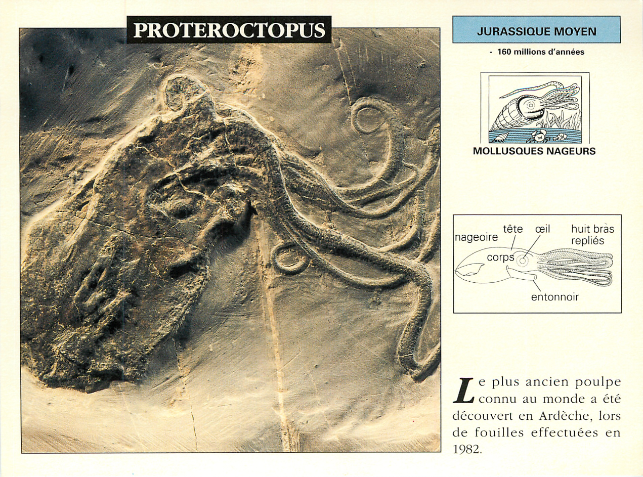 Prévisualisation du document PROTEROCTOPUS