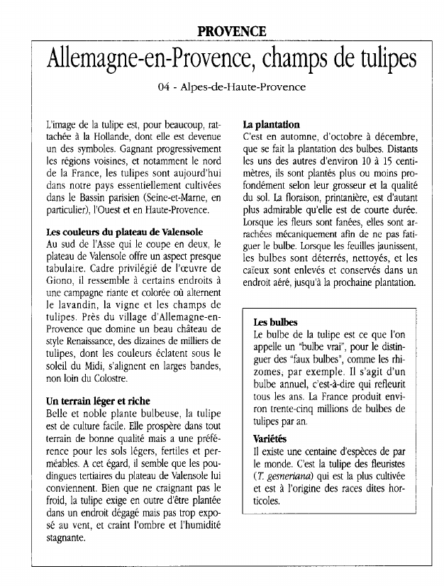 Prévisualisation du document PROVENCEAllemagne-en-Provence, champs de tulipes.