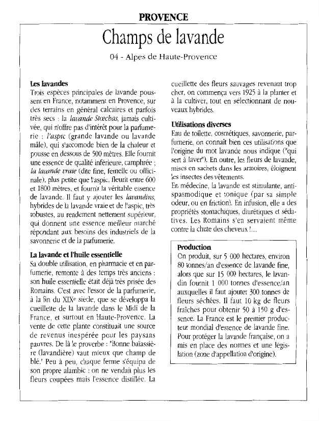 Prévisualisation du document PROVENCE:Champs de lavande04 - Alpes de Haute-ProvenceLes lavandes.