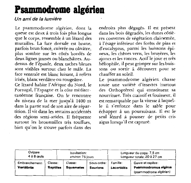 Prévisualisation du document Psammodrome algérien:Un ami de la lumière.