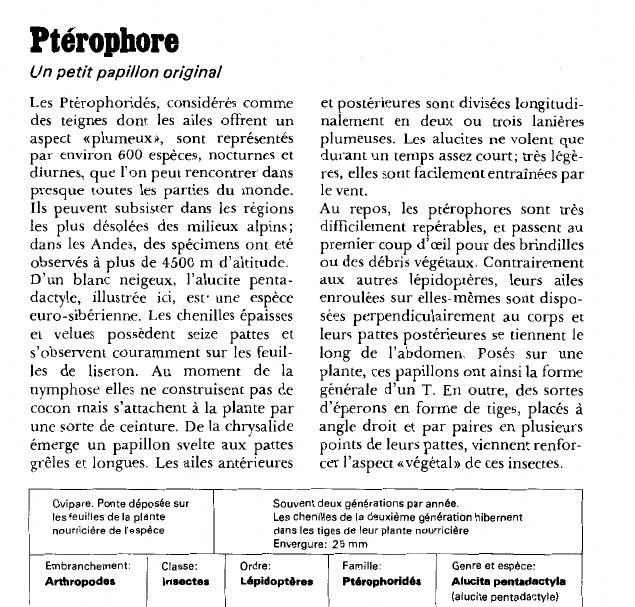 Prévisualisation du document Ptérophore:Un petit papillon original.