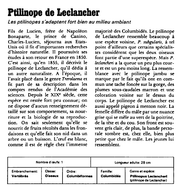 Prévisualisation du document Ptilinope de Leclancher:Les ptilinopes s'adaptent fort bien au milieu ambiant.