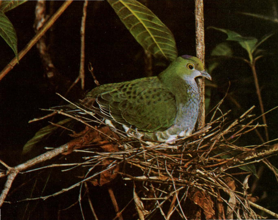 Prévisualisation du document Ptilinope superbe:
Un pigeon-perroquet frugivore.