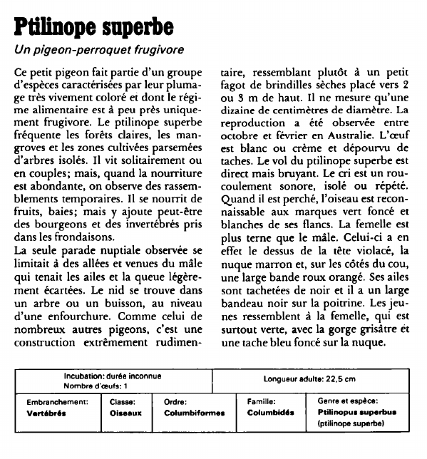 Prévisualisation du document Ptilinope superbe:Un pigeon-perroquet frugivore.