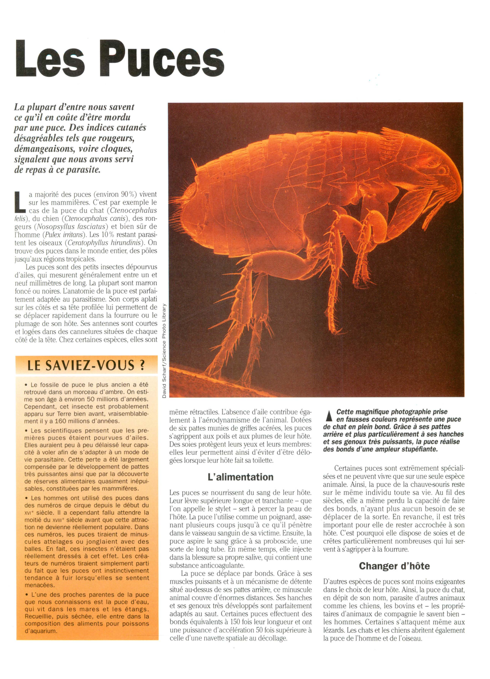 Prévisualisation du document Puce