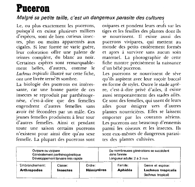 Prévisualisation du document Puceron:Malgré sa petite taille, c'est un dangereux parasite des cultures.
