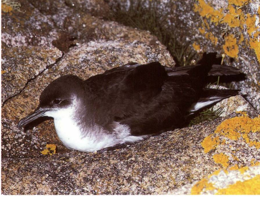Prévisualisation du document PUFFIN DES ANGLAIS