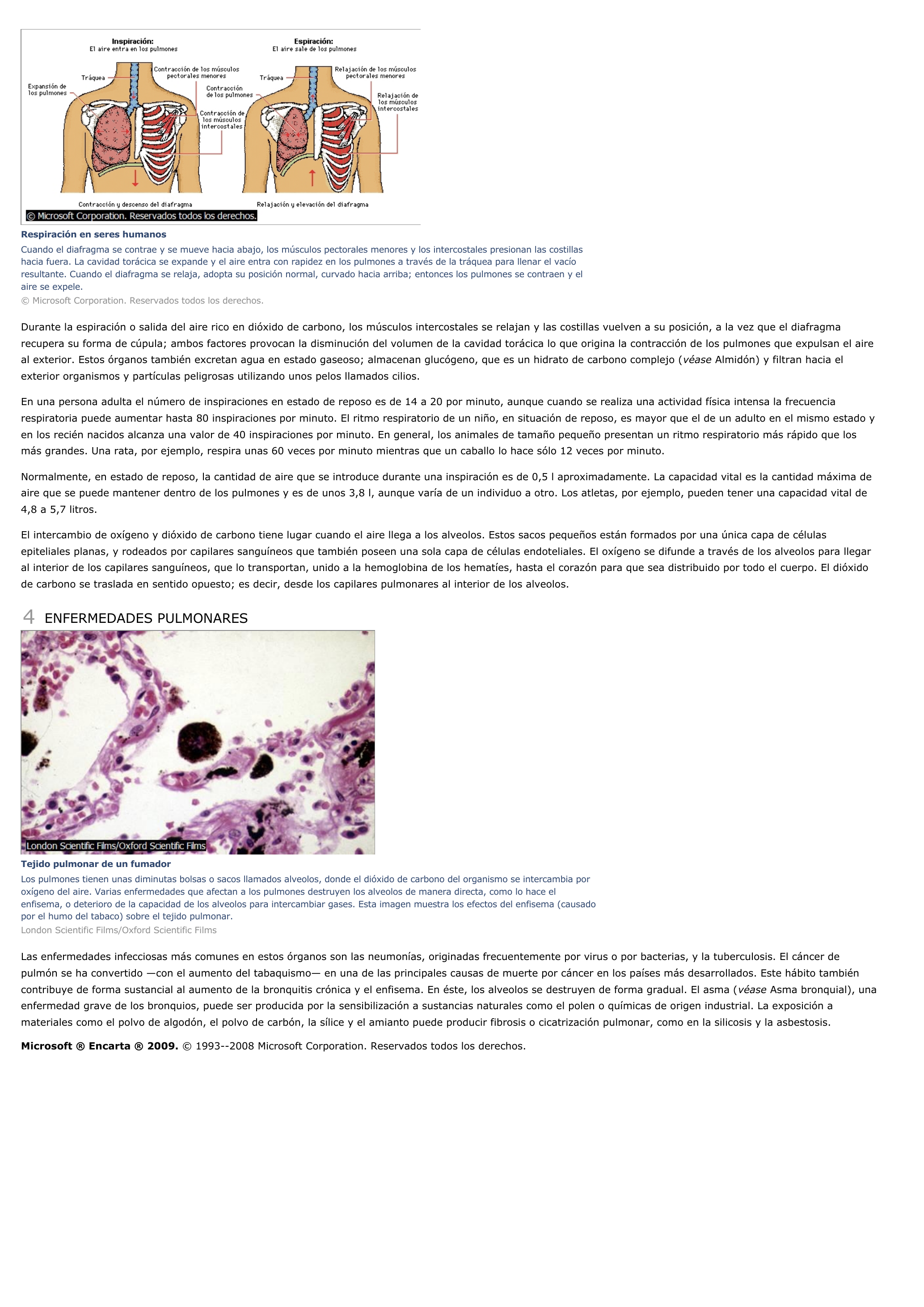 Prévisualisation du document Pulmones - ciencias de la naturaleza.