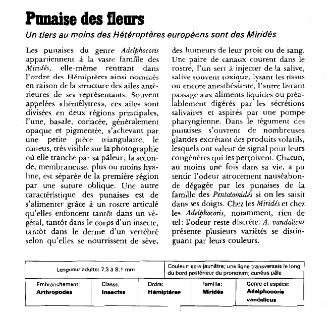 Prévisualisation du document Punaise des fleurs:Un tiers au moins des Hétéroptères européens sont des Miridés.