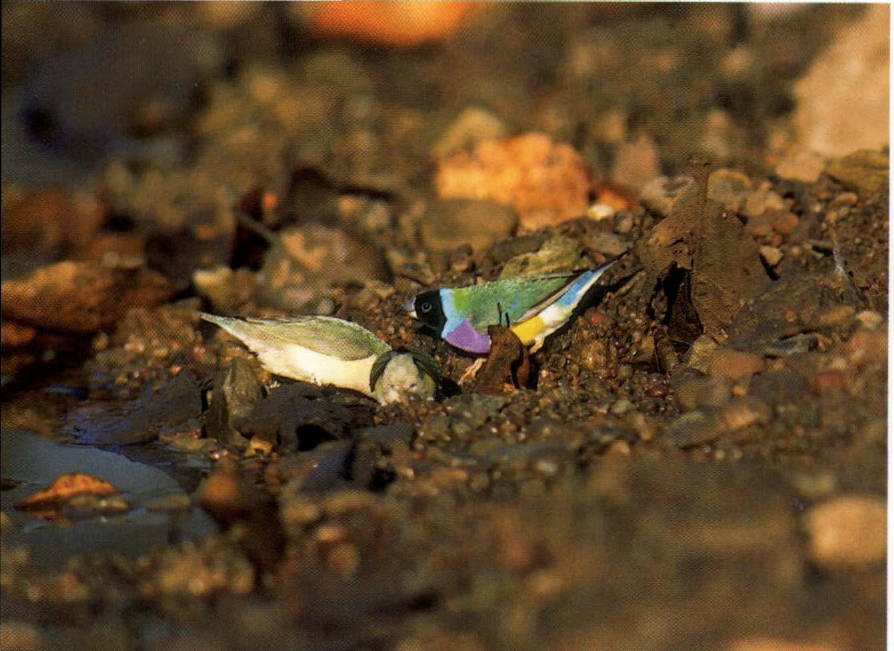 Prévisualisation du document Quel régime convient au diamant de Gould?