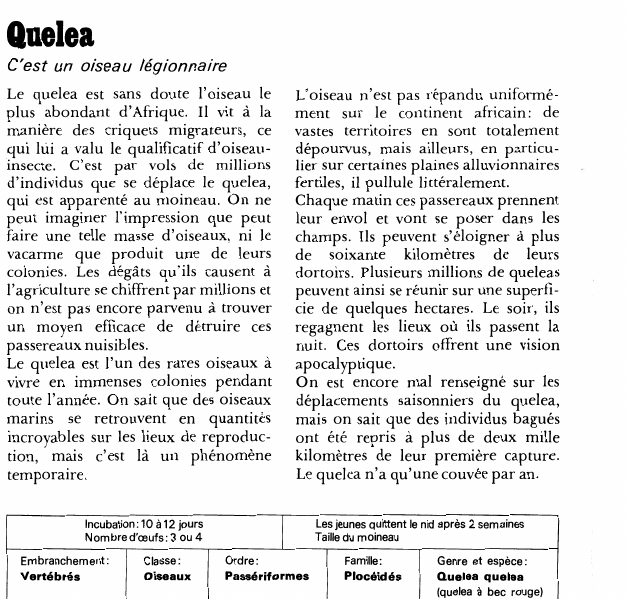 Prévisualisation du document Quelea:C'est un oiseau légionnaire.