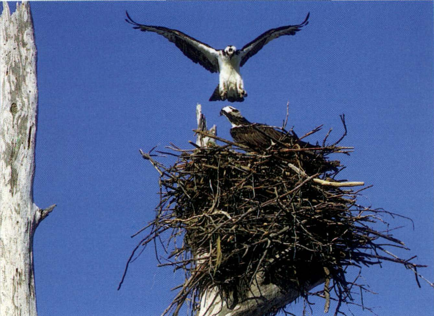Prévisualisation du document Quels matériaux choisissent les oiseaux pour leur nid ?