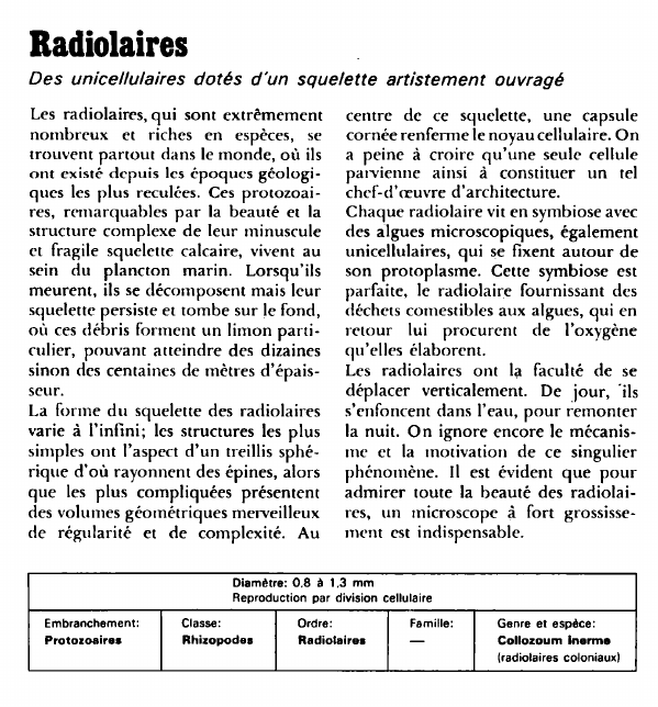 Prévisualisation du document Radiolaires:Des unicellulaires dotés d'un squelette artistement ouvragé.