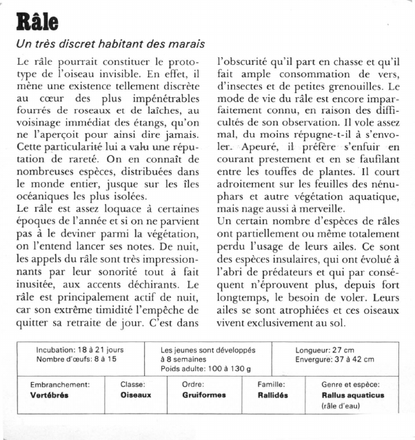 Prévisualisation du document Râle:Un très discret habitant des marais.