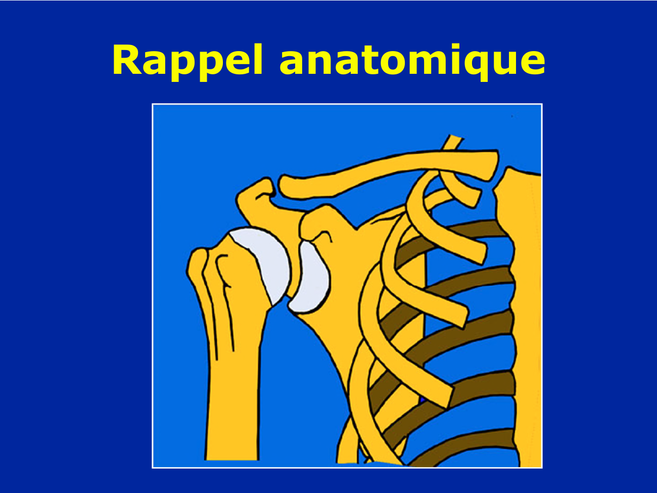 Prévisualisation du document Rappel anatomique Rappel anatomique Développement de l'épaule Mobilité Abduction Adduction Retropulsion - antepulsion Rotation Rotation interne Rotation externe