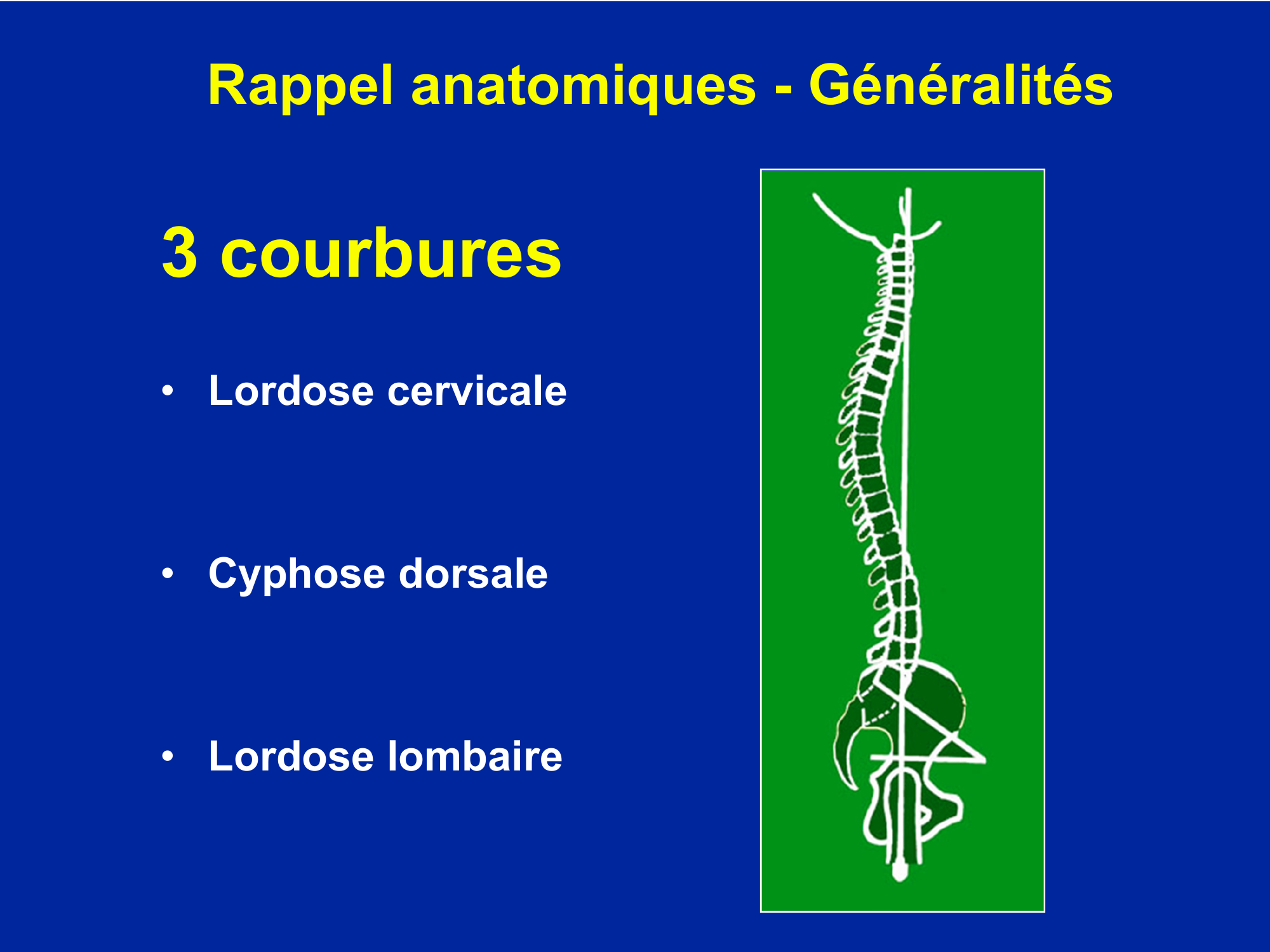 Prévisualisation du document Rappel anatomiques - Généralités

3 courbures
o Lordose cervicale

o Cyphose dorsale

o Lordose