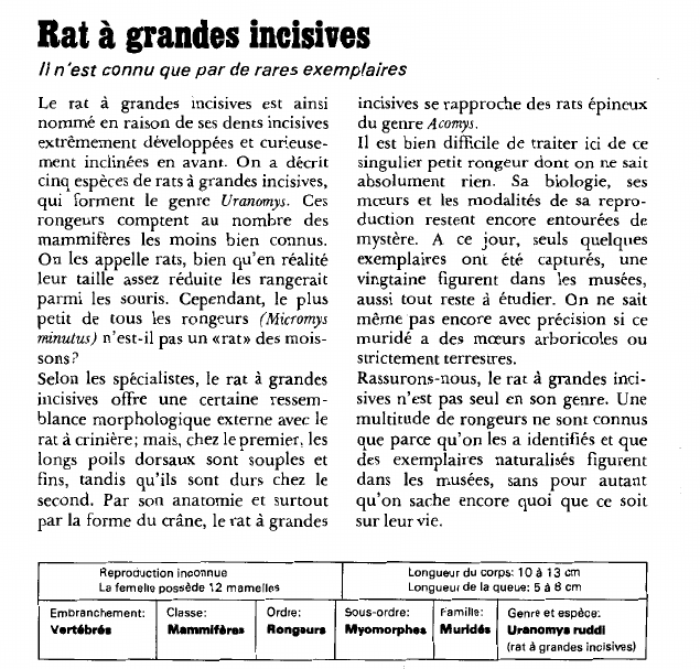 Prévisualisation du document Rat à grandes incisives:Il n'est connu que par de rares exemplaires.
