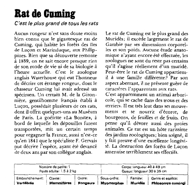 Prévisualisation du document Rat de Cuming:C'est le plus grand de tous les rats.