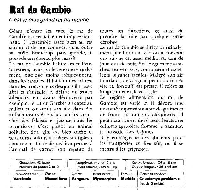 Prévisualisation du document Rat de Gambie:C'est le plus grand rat du monde.