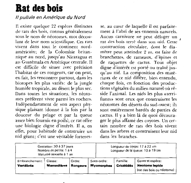 Prévisualisation du document Rat des bois:Il pullule en Amérique du Nord.
