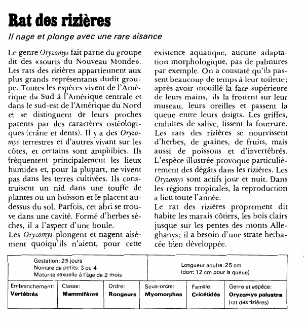 Prévisualisation du document Rat des rizièresIl nage et plonge avec une rare aisanceLe genre Oryzomys fait partie du groupe dit des « souris du Nouveau Monde».
