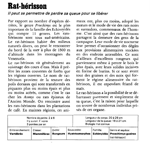 Prévisualisation du document Rat-hérisson:Il peut se permettre de perdre sa queue pour se libérer.