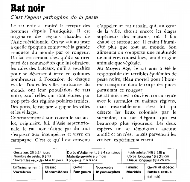 Prévisualisation du document Rat noir:C'est l'agent pathogène de la peste.