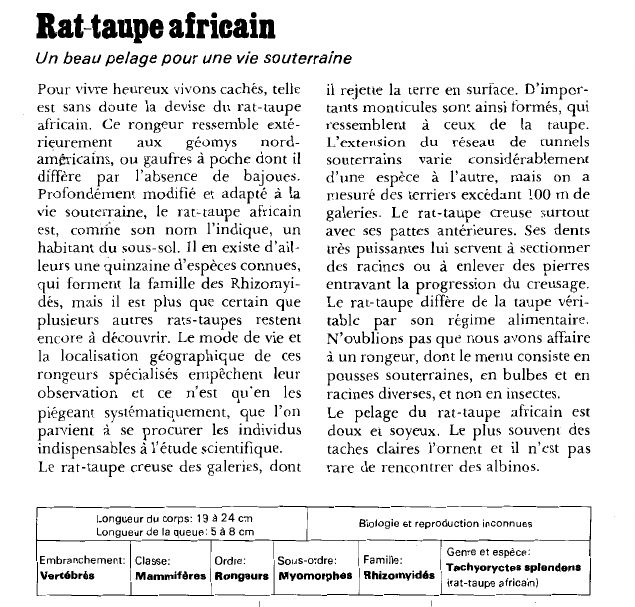 Prévisualisation du document Rat-taupe africain:Un beau pelage pour une vie souterraine.