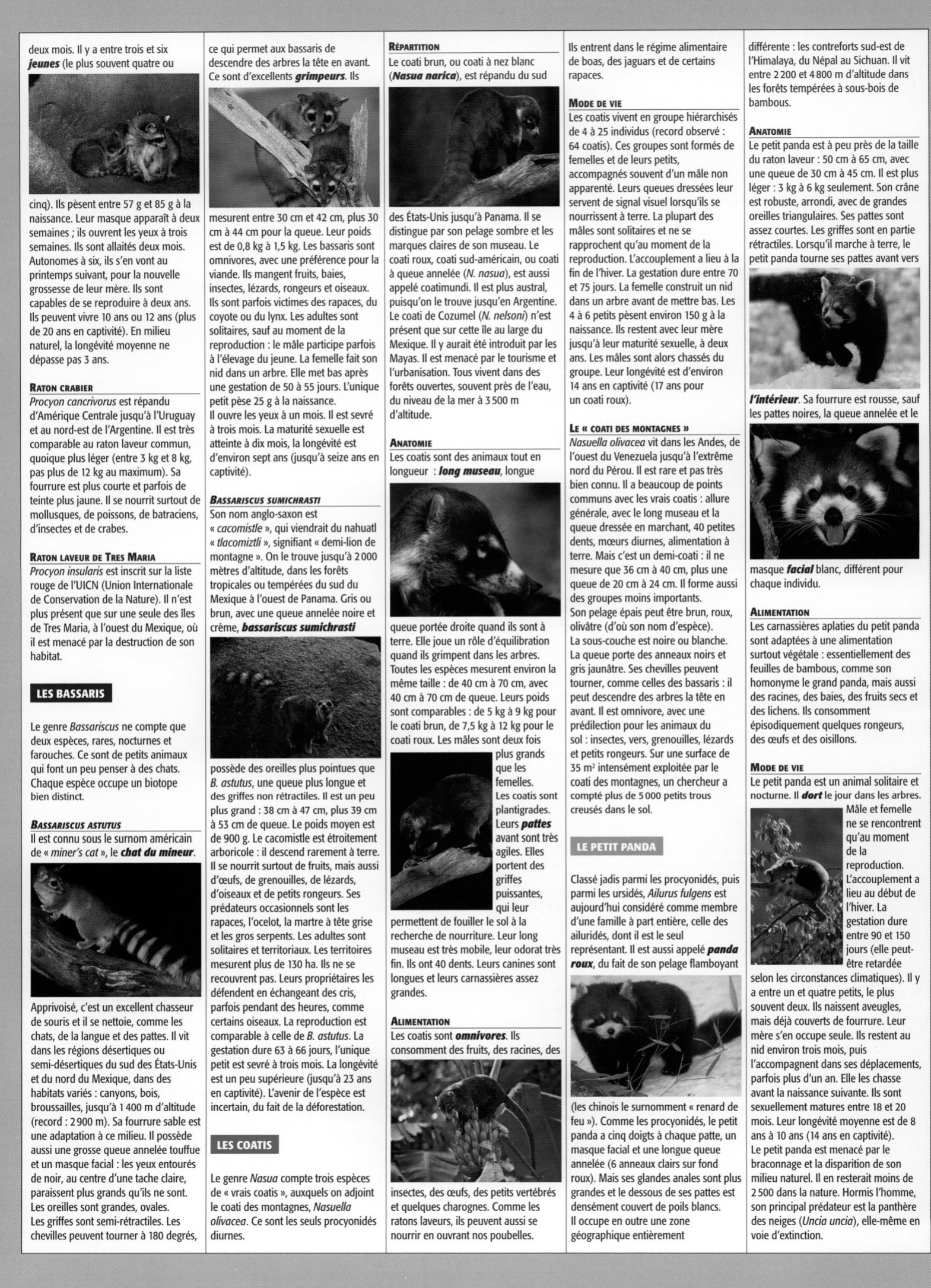 Prévisualisation du document Ratons laveurs, coatis, kinkajou et petit panda