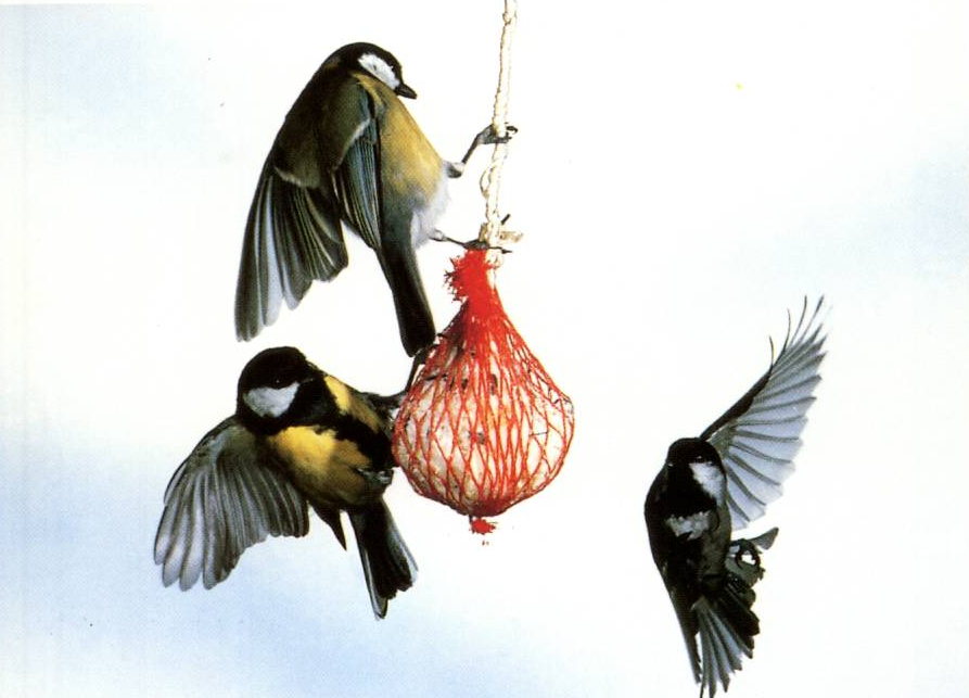 Prévisualisation du document Recettes pour oiseaux des jardins