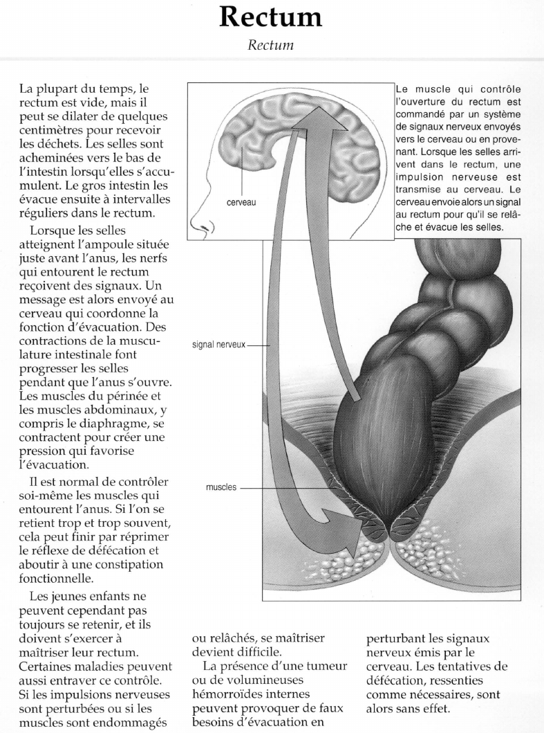 Prévisualisation du document Rectum.