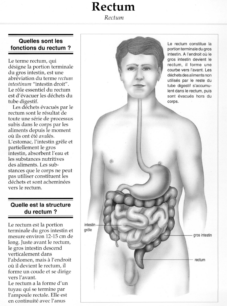 Prévisualisation du document Rectum.