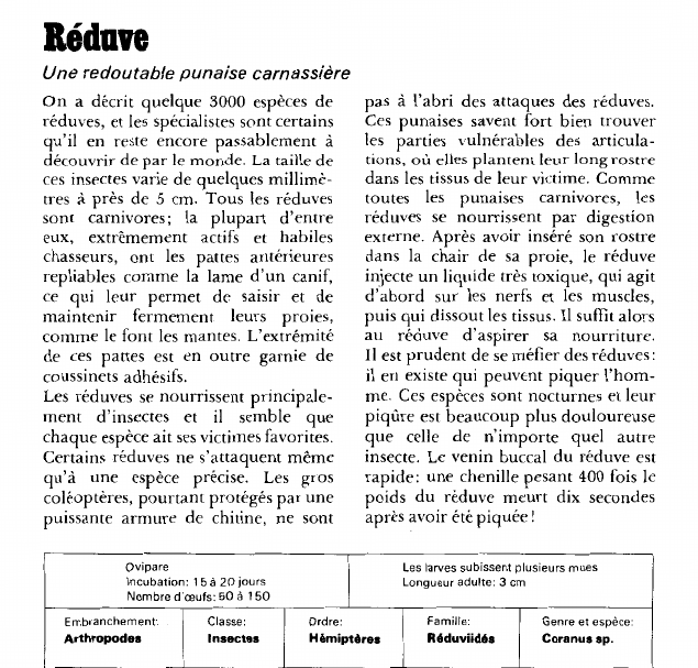 Prévisualisation du document Réduve:Une redoutable punaise carnassière.