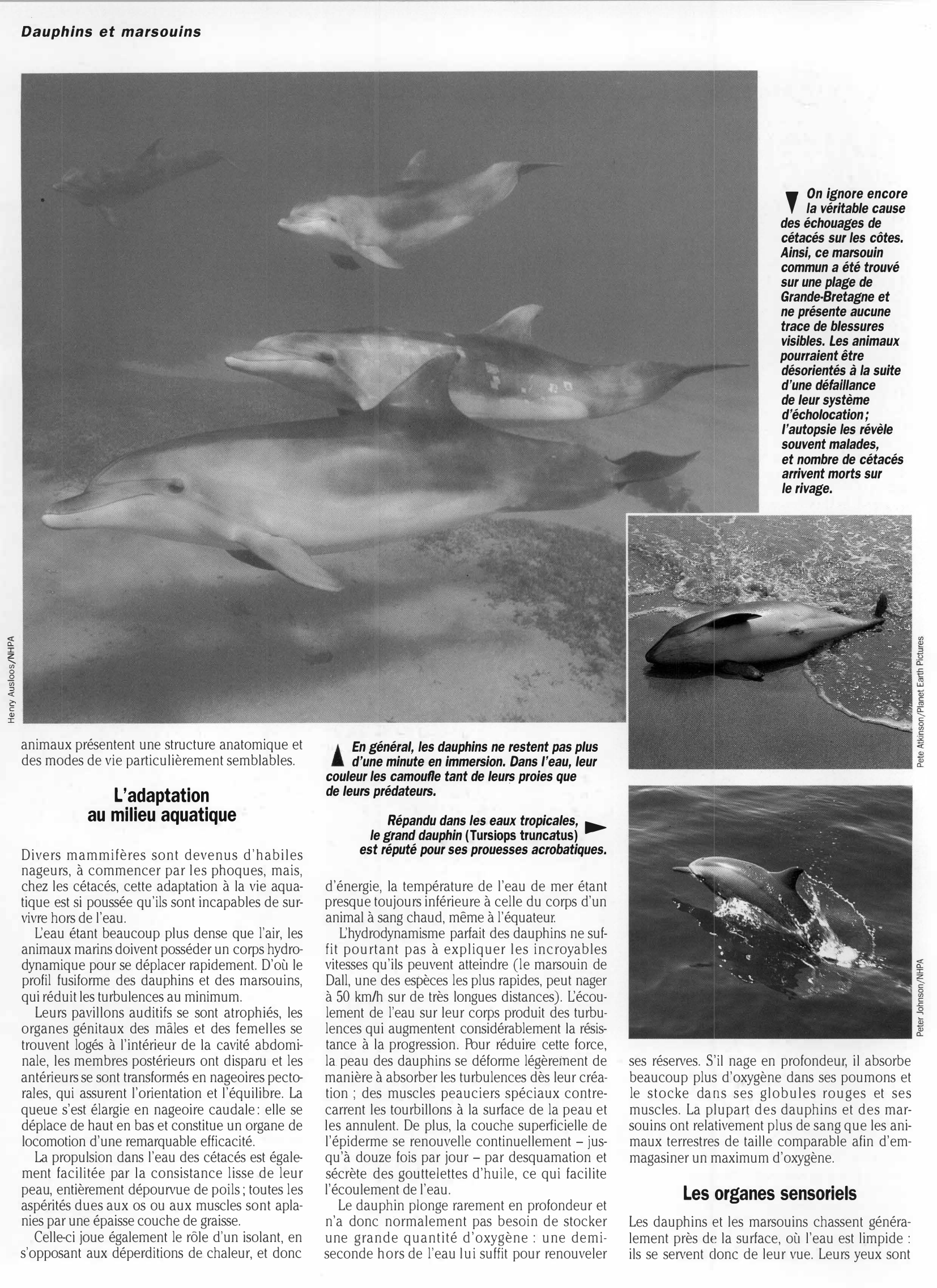 Prévisualisation du document Règne animal  DAUPHINS ET MARSOUINS