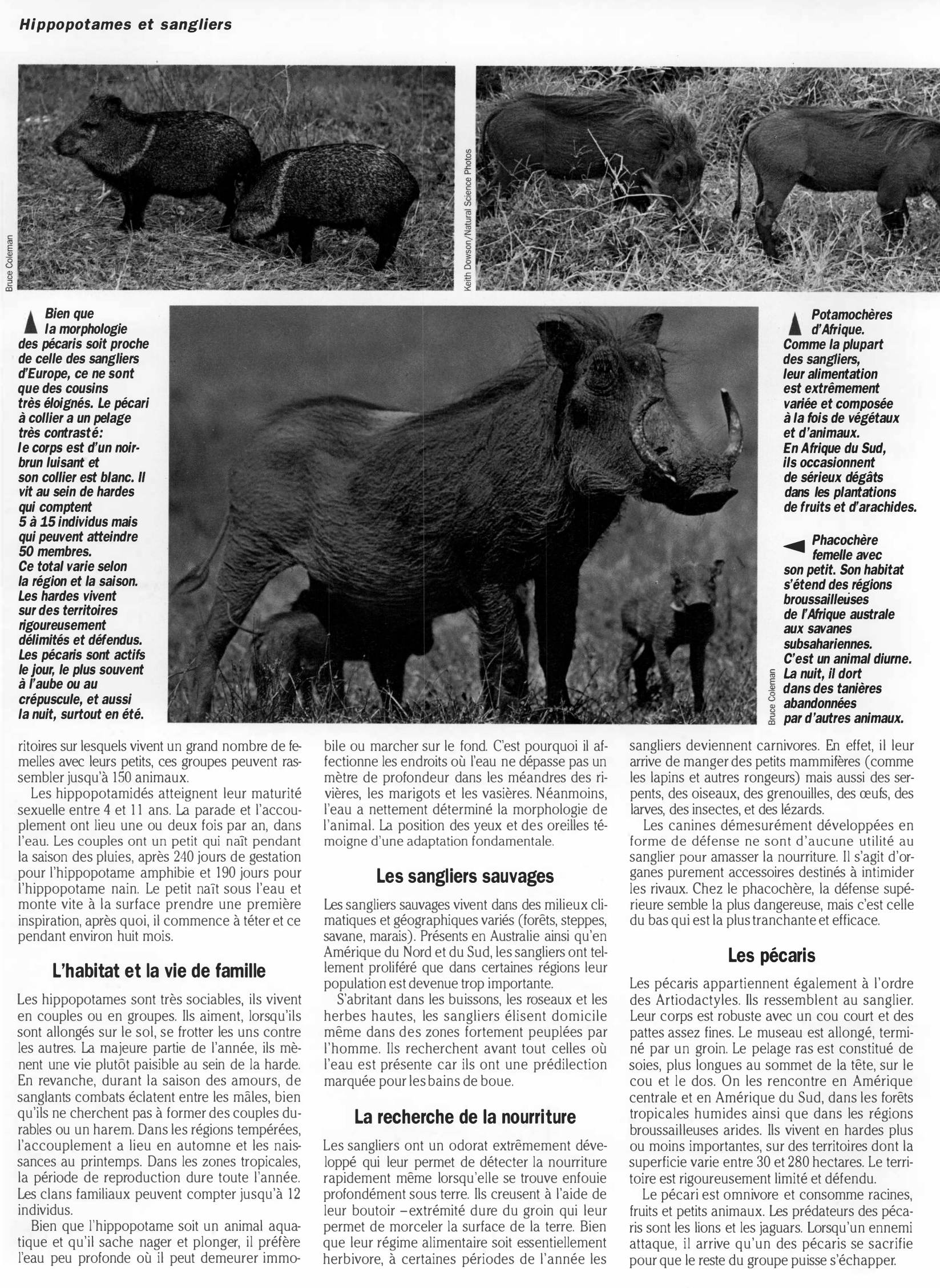 Prévisualisation du document Règne animal  HIPPOPOTAMES ET SANGLIERS
