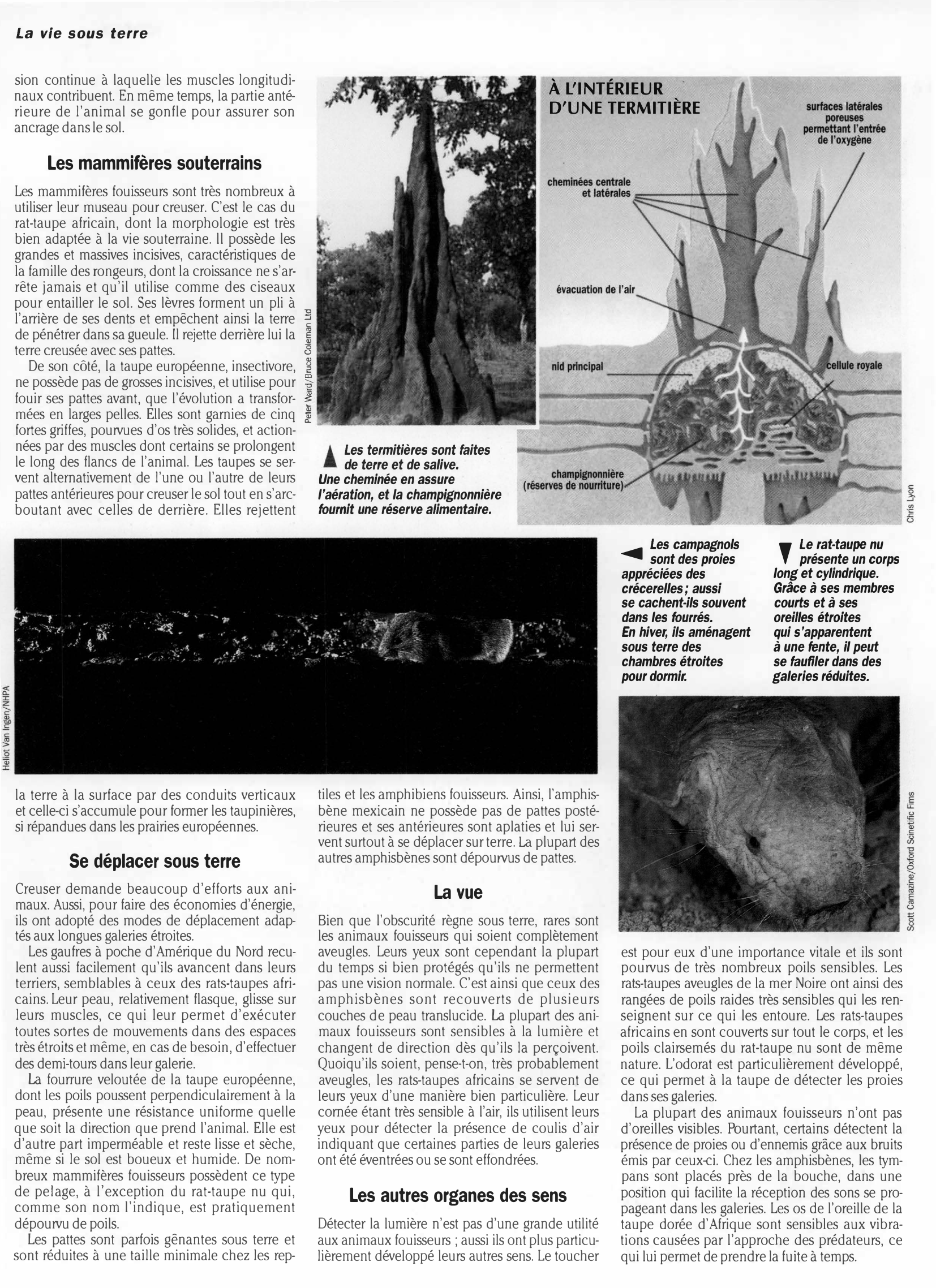 Prévisualisation du document Règne animal LA VIE SOUS TERRE