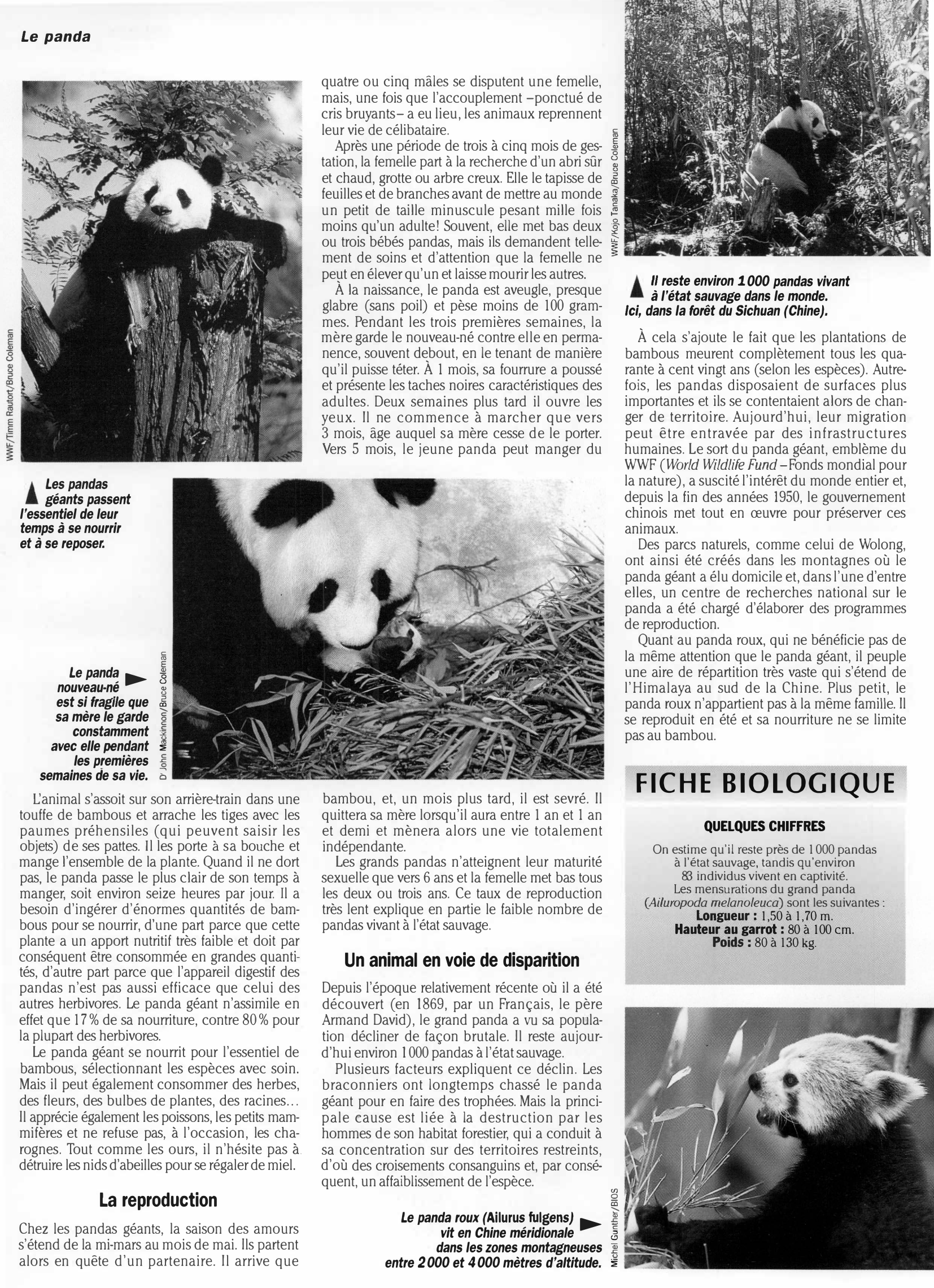 Prévisualisation du document Règne animal: LE PANDA