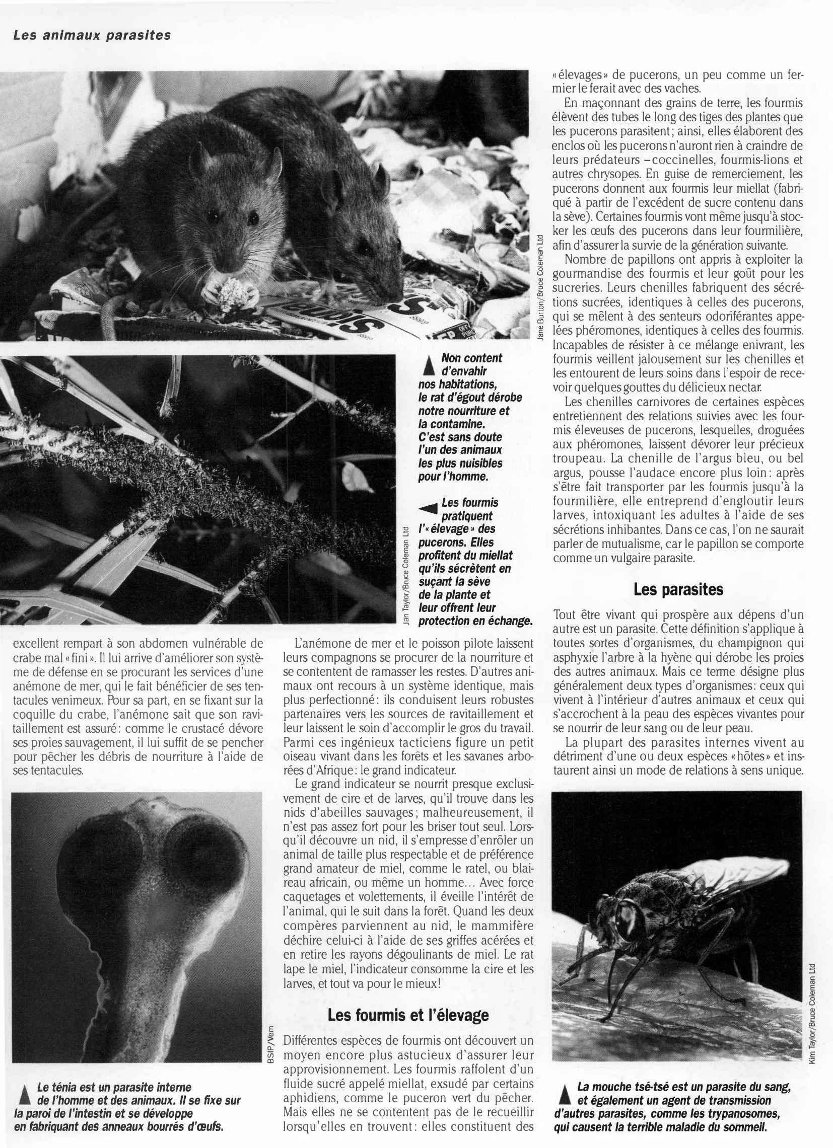 Prévisualisation du document Règne animal LES ANIMAUX PARASITES