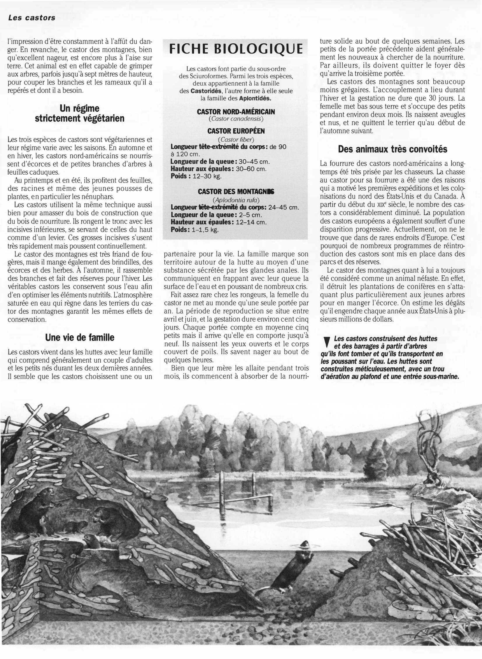 Prévisualisation du document Règne animal LES CASTORS