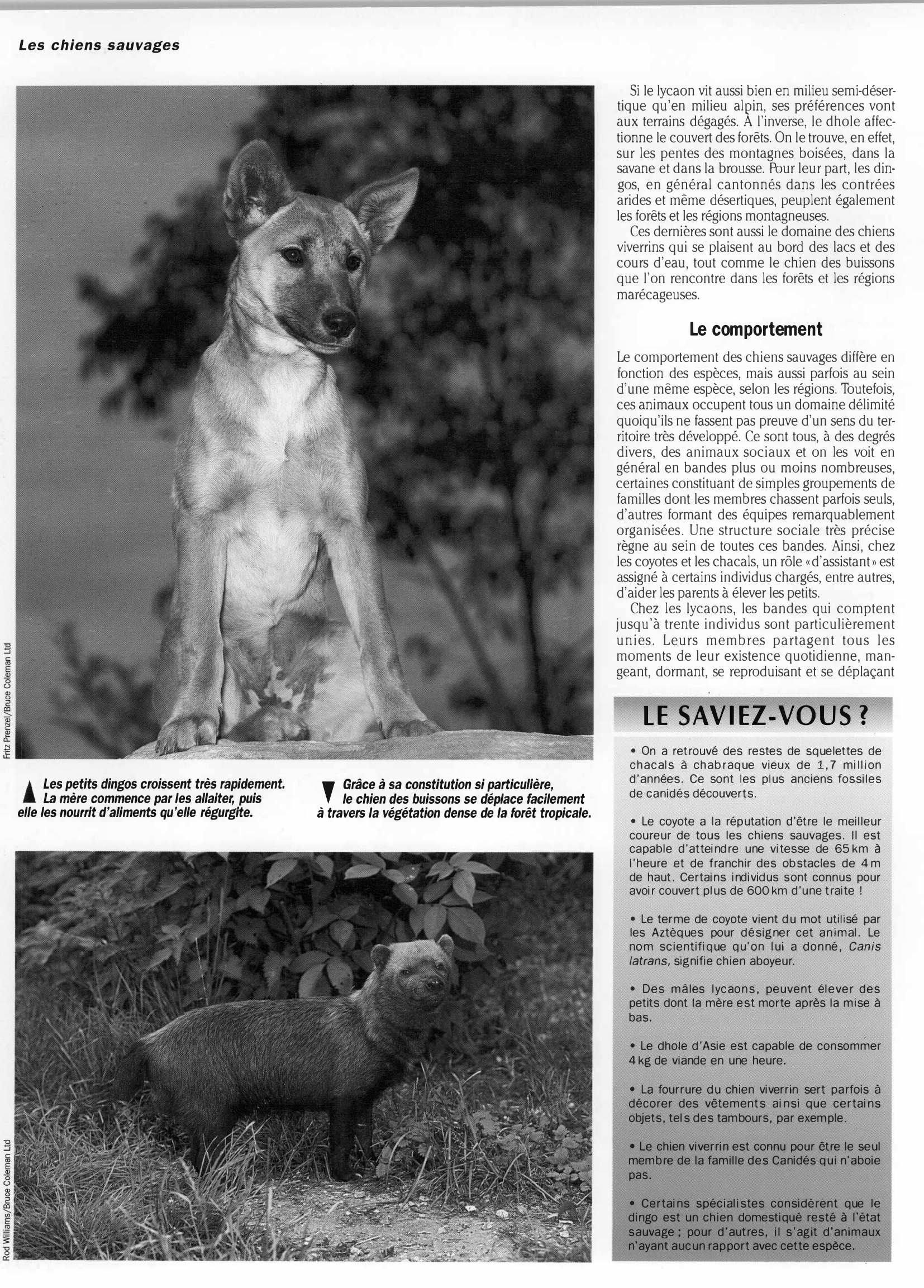 Prévisualisation du document Règne animal LES CHIENS SAUVAGES