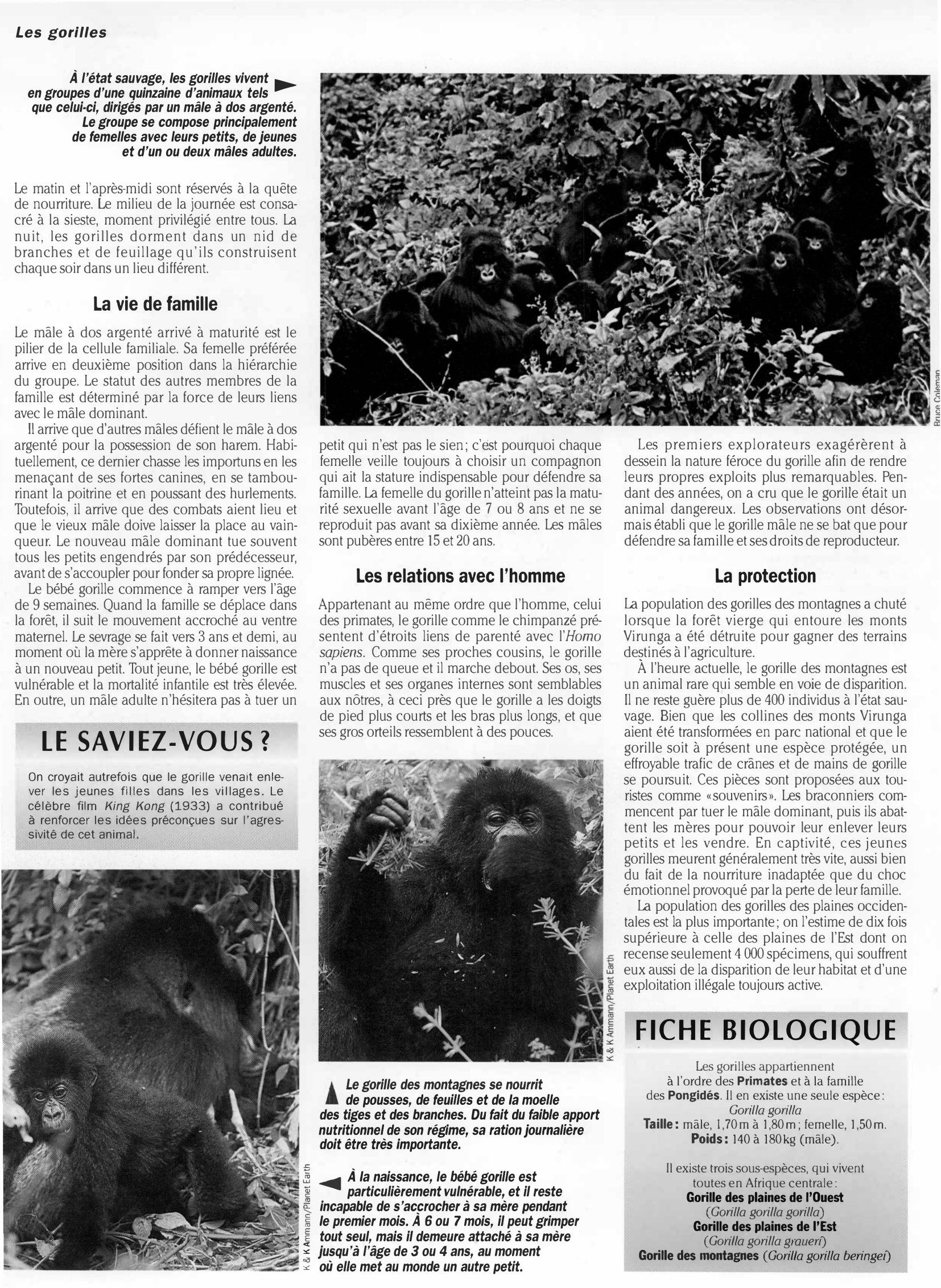Prévisualisation du document Règne animal LES GORILLES
