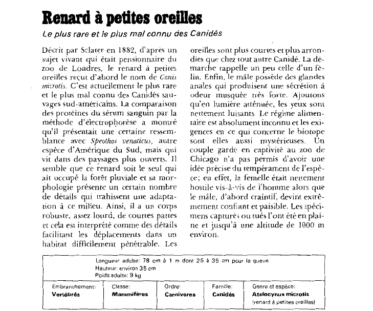 Prévisualisation du document Renard à petites oreilles:Le plus rare et le plus mal connu des Canidés.