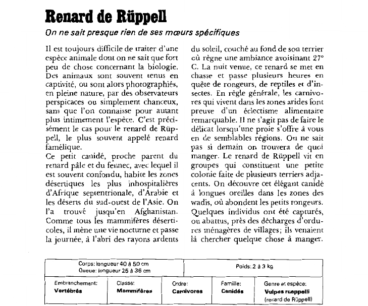 Prévisualisation du document Renard de Rüppell:On ne sait presque rien de ses moeurs spécifiques.