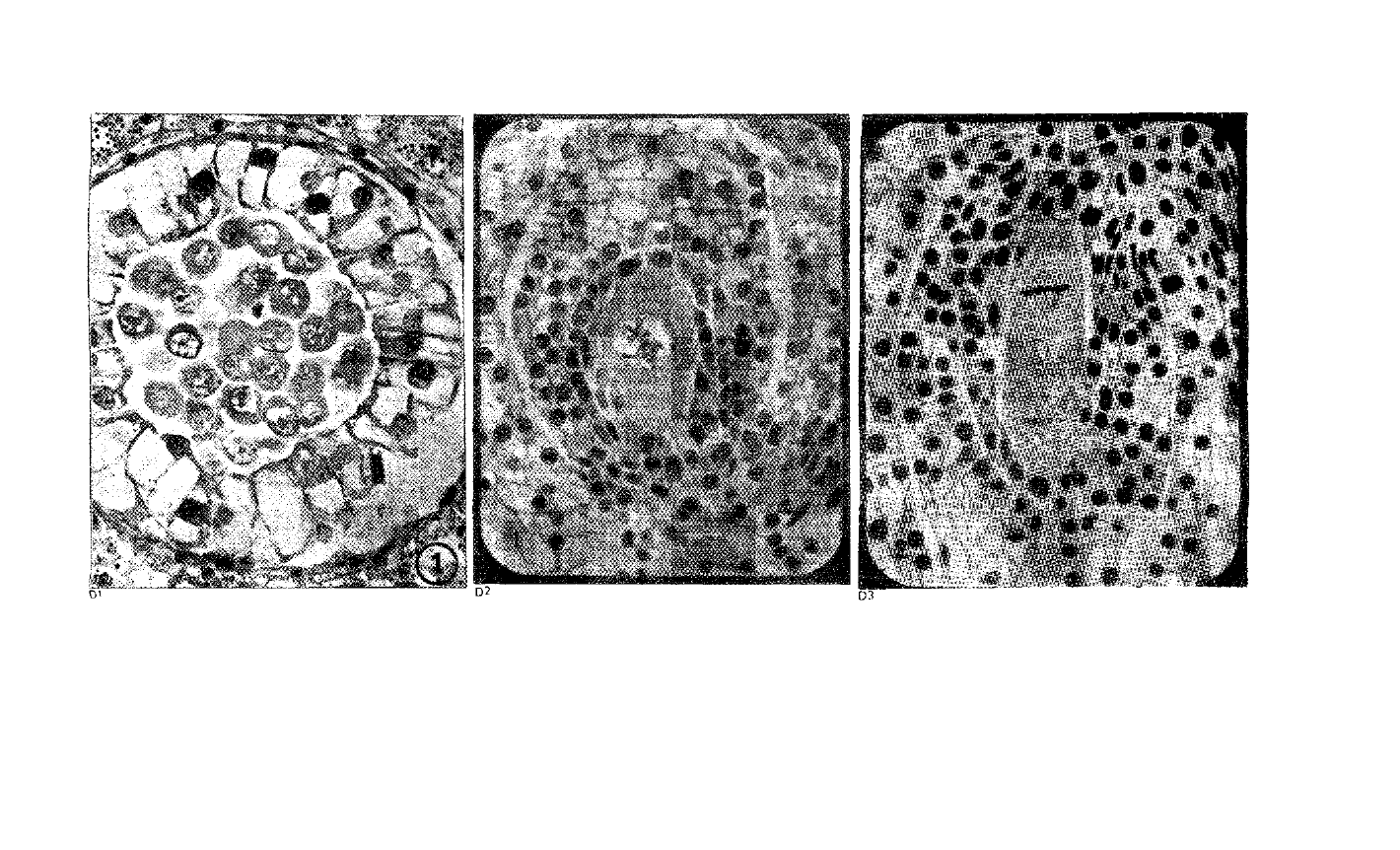 Prévisualisation du document Reproduction végétale, génétique