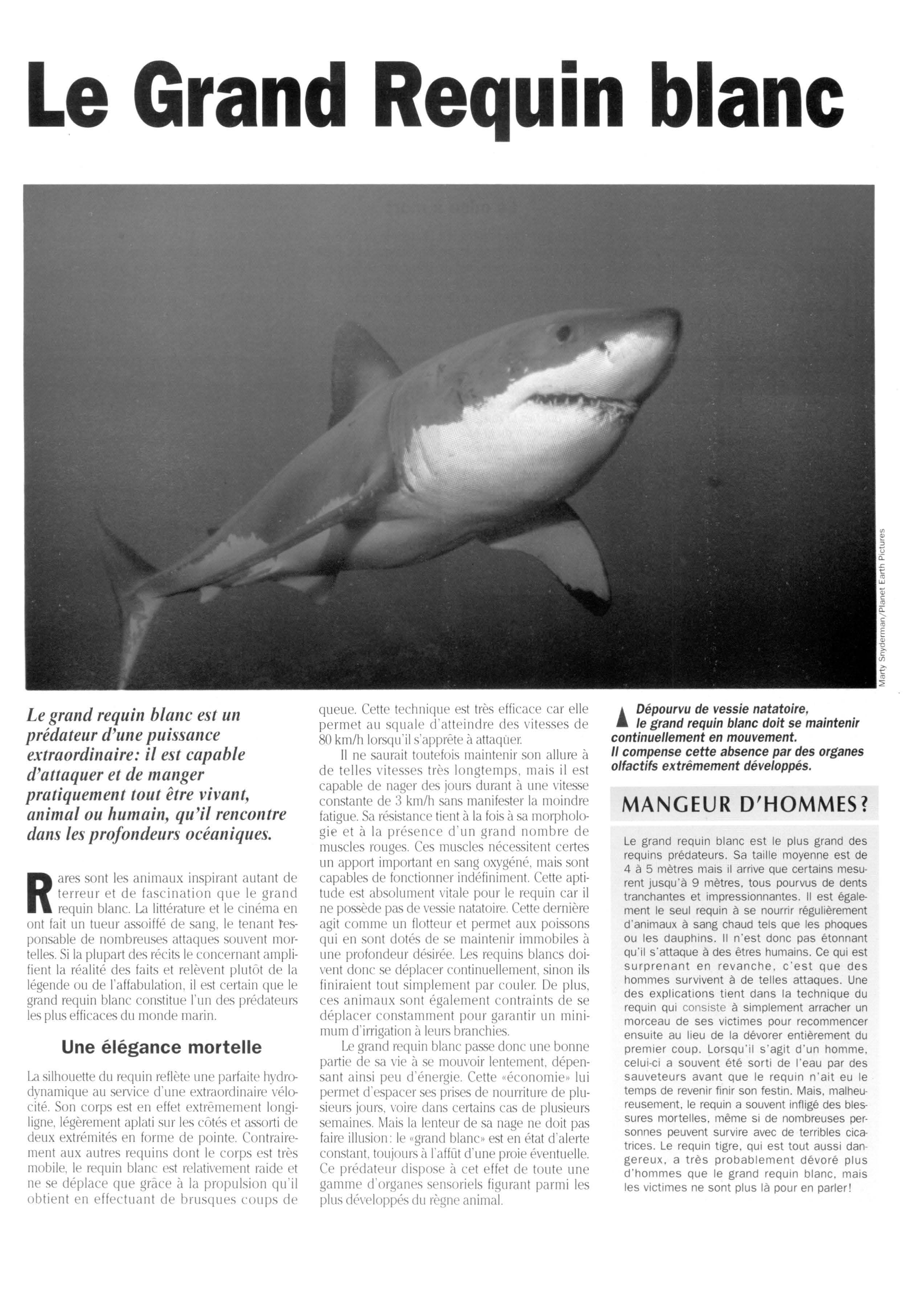 Prévisualisation du document Requin blanc