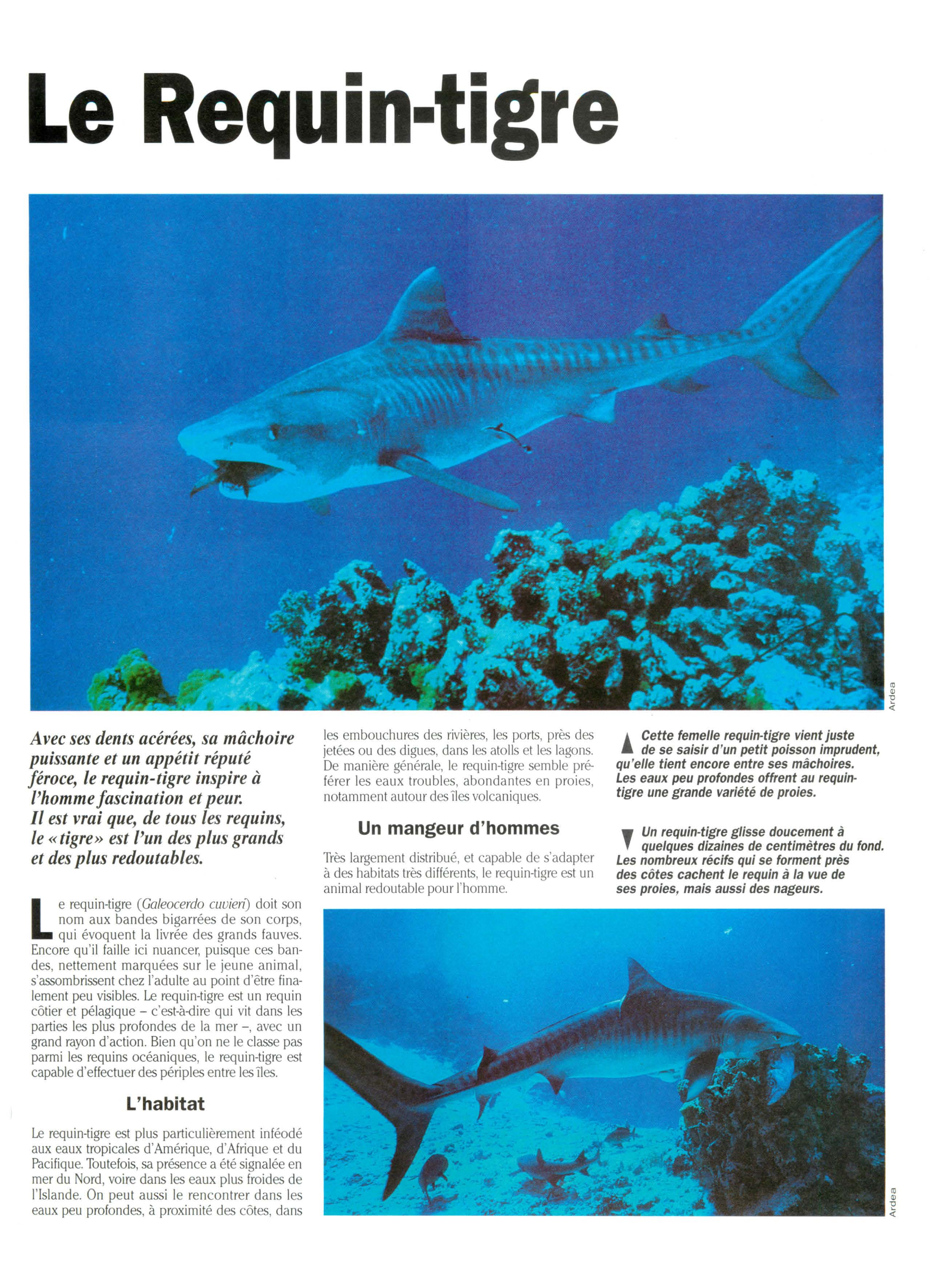 Prévisualisation du document Requin-tigre