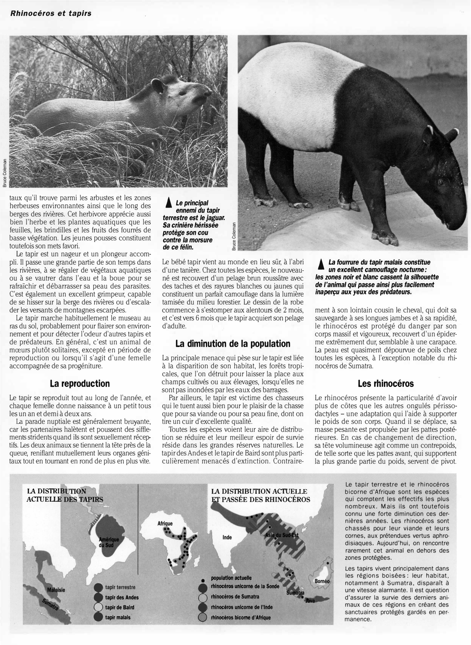 Prévisualisation du document RHINOCÉROS ET TAPIRS